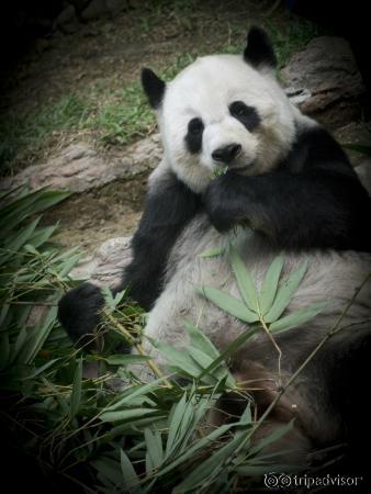 Saving an endangered species