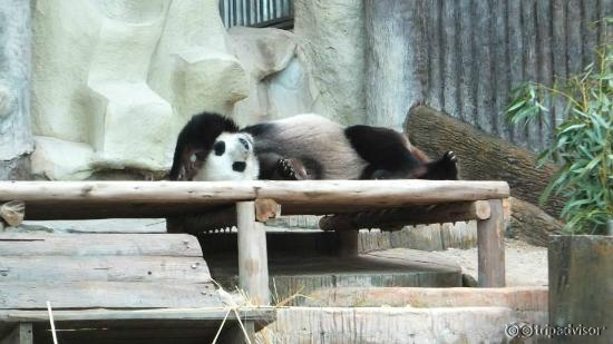 panda