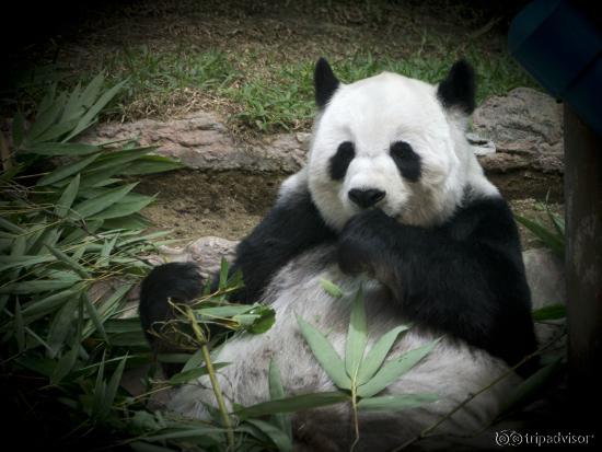 Bamboo lunch