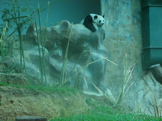 Female Panda