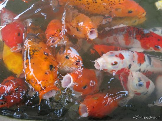 Koi in a pond outside the aquarium