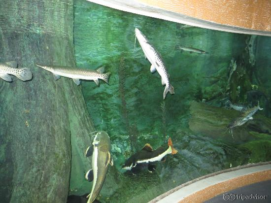 In the aquarium
