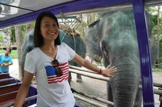 gajah