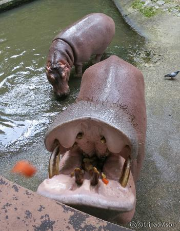 Feeding the hippopotamus