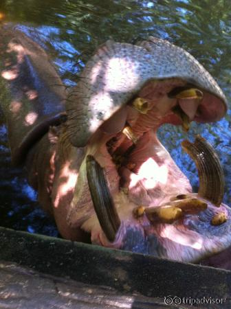 Hippopotame qui attend la bouffe des touristes...