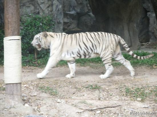 White tiger
