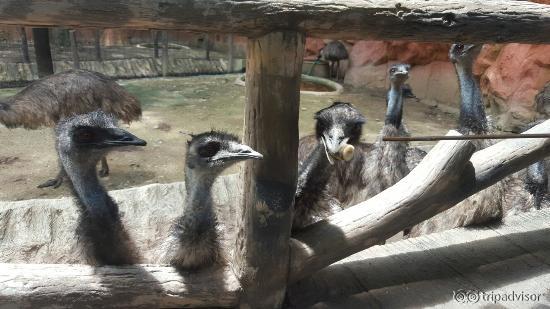 Chiang Mai Zoo