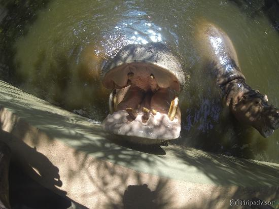 hippo