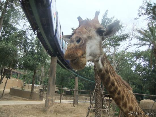 Friendly giraffes