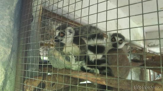 Chiang Mai Zoo