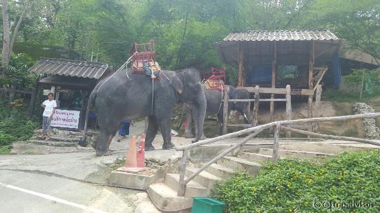 Chiang Mai Zoo