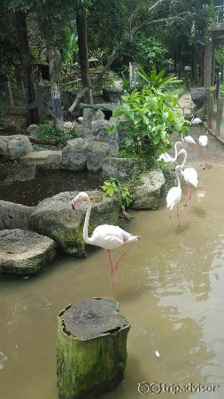Chiang Mai Zoo