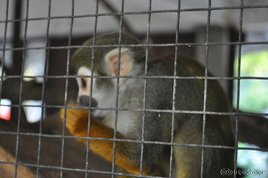 Petit singe, vous pouvez les caresser, ils sont très sympas !