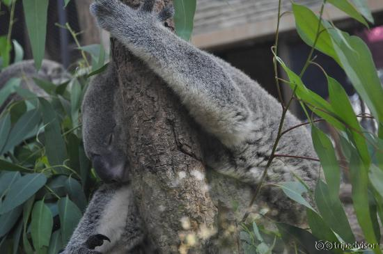 Koala