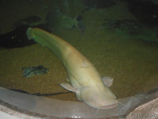 an amzing fish