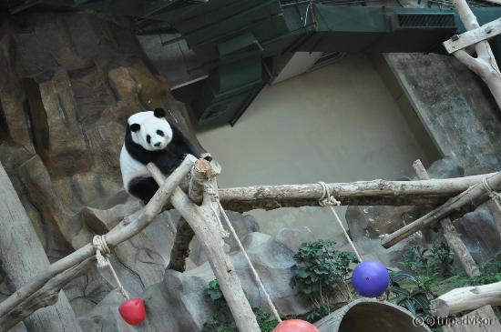 Panda !