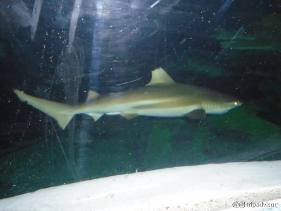 shark