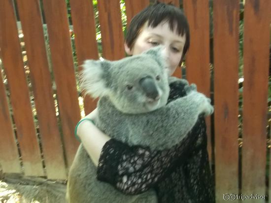 Koala
