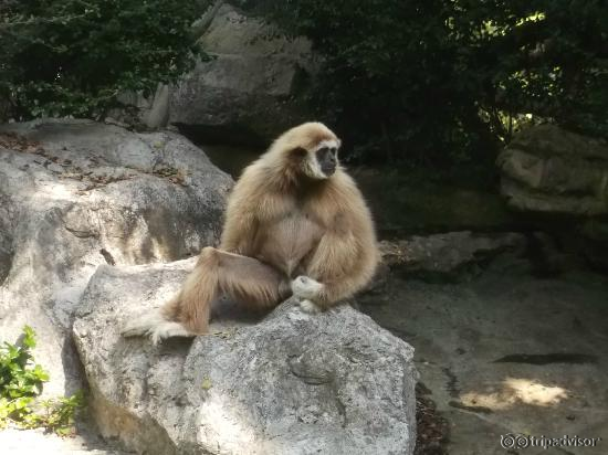 Gibbon