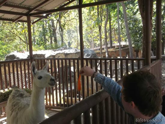 Llama