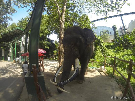elephant