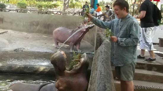 Hippo