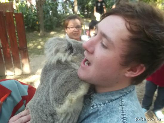 Koala