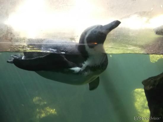 Penguin