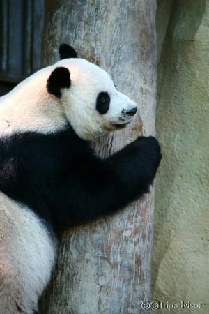 Chiang Mai Zoo