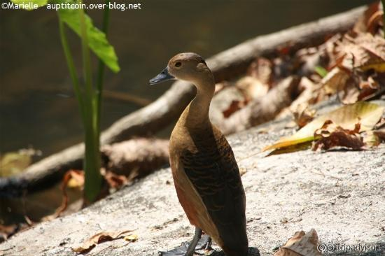 p'tit canard