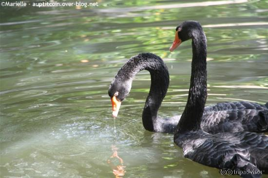 Cygnes noirs