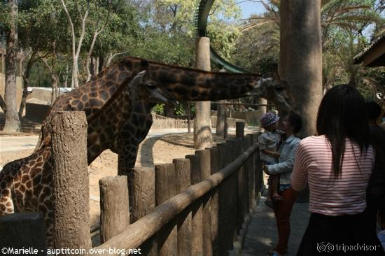 Girafe - Chiang Mai