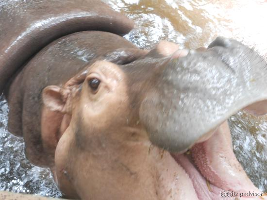 Friendly hippo at Chiang Mai Zoo