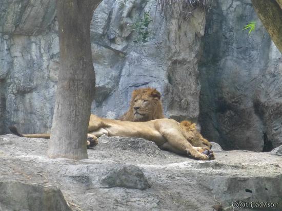 Two young playful lions