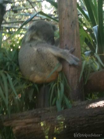 Ook leuk een koalabeertje