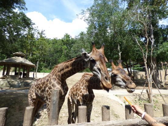 Giraffer som man fick mata (köpa en knippe mat billigt)