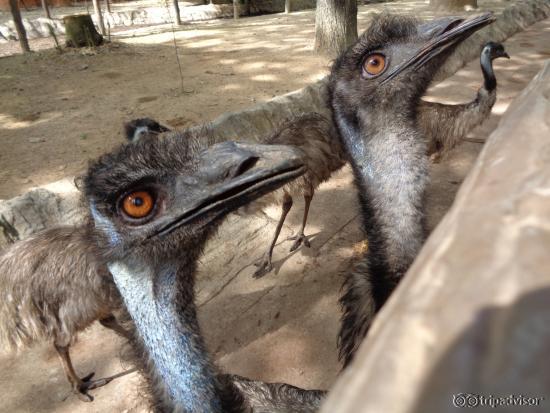 cheeky emus