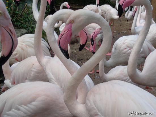 majestic flamingos