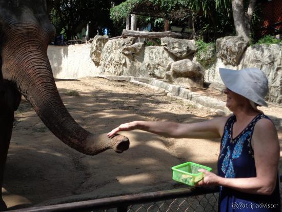 inquisitive elephant