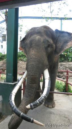 elefante