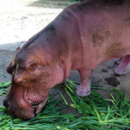 Chiang Mai Zoo