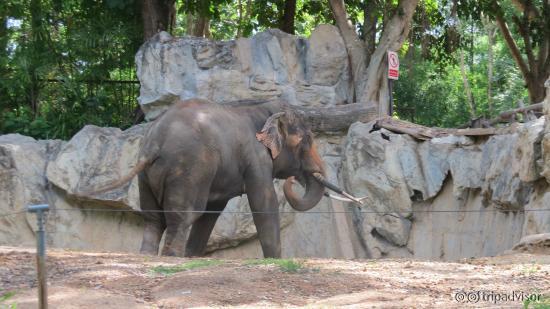 elefante1