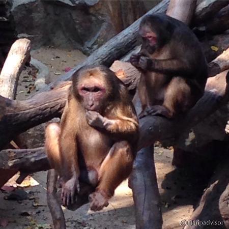 Chiang Mai Zoo