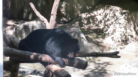 orso bruno