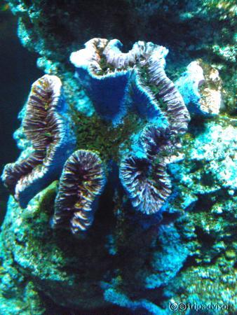 Colourful Coral