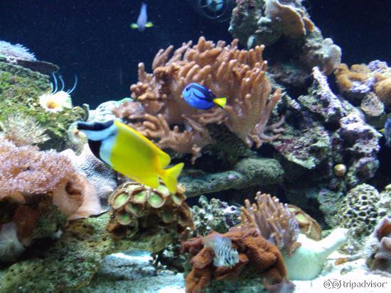 Colourful coral
