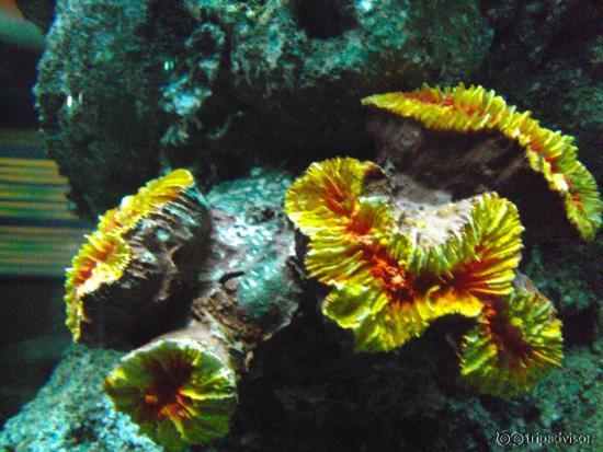Colourful coral
