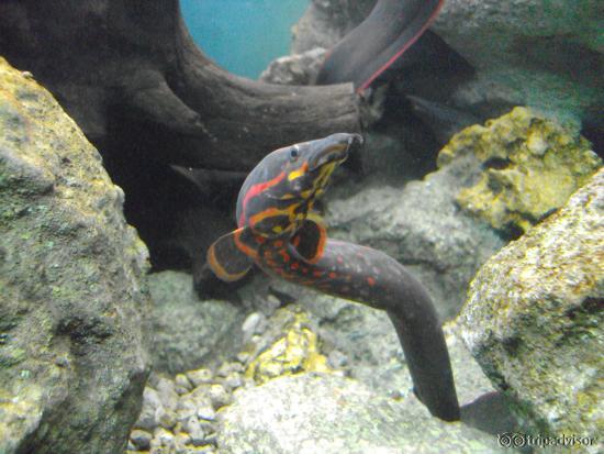 Exotic eel
