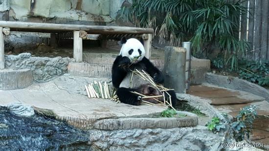 Chiang Mai Zoo
