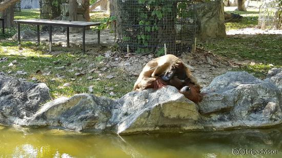 Chiang Mai Zoo